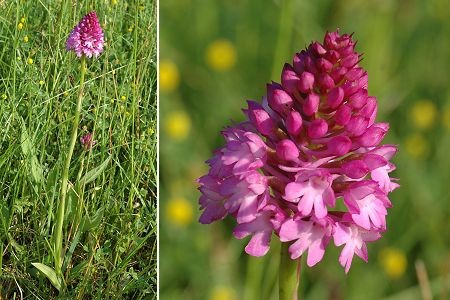 orchis pyramidalis